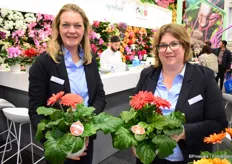 Suzanne Spelbrink and Dinja Lankhorst of Schoneveld Breeding. Suzanne with the Coral and Dinja with the Red, both from the Joybera F1 series. "Uniform flowering and growth for the larger pot sizes. Mainly for 12 to 15 cm". All pot gerberas are from seed.